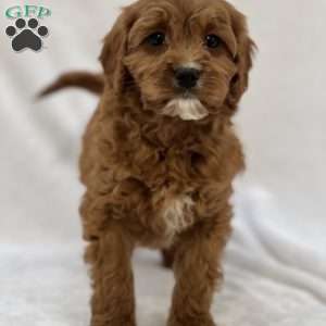 Earl, Cavapoo Puppy