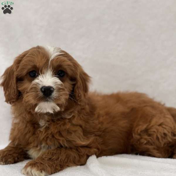 Echo, Cavapoo Puppy