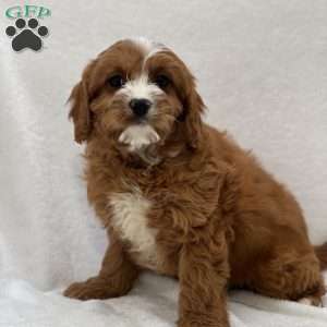 Echo, Cavapoo Puppy