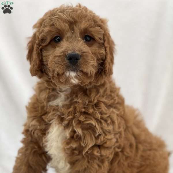 Eddie, Cavapoo Puppy