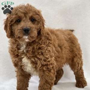 Eddie, Cavapoo Puppy