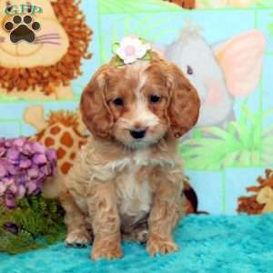 Eden, Cockapoo Puppy