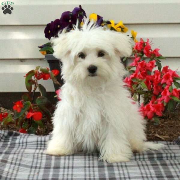 Edgar, Maltese Puppy