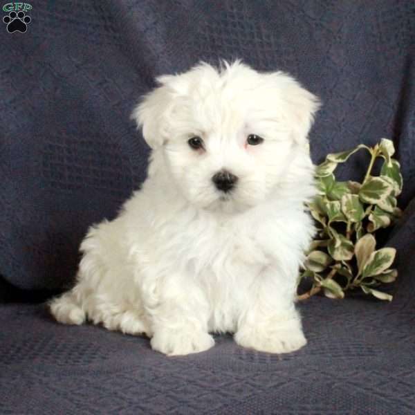 Edgar, Maltese Puppy