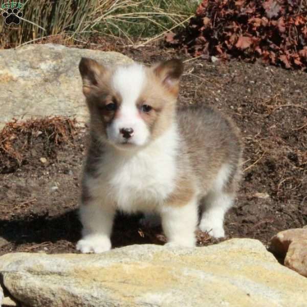 Effie, Pembroke Welsh Corgi Puppy