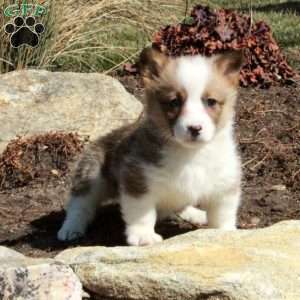 Effie, Pembroke Welsh Corgi Puppy