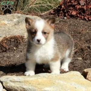 Effie, Pembroke Welsh Corgi Puppy