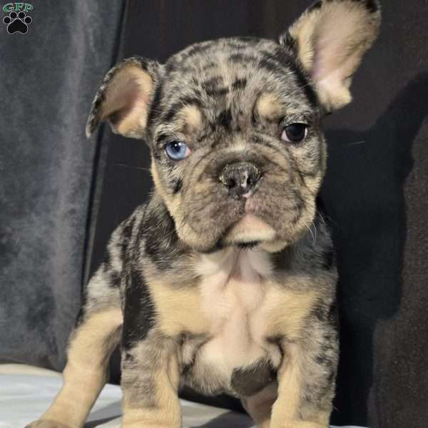 Elan, French Bulldog Puppy