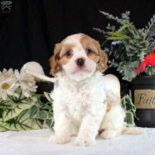 Eliza, Cavapoo Puppy