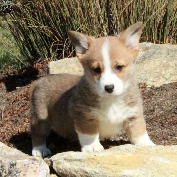 Ella, Pembroke Welsh Corgi Puppy