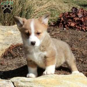 Ella, Pembroke Welsh Corgi Puppy