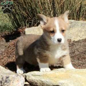 Ella, Pembroke Welsh Corgi Puppy