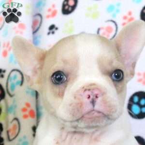 Ellie, French Bulldog Puppy