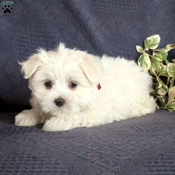 Elliot, Maltese Puppy