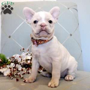 Elodie, French Bulldog Puppy