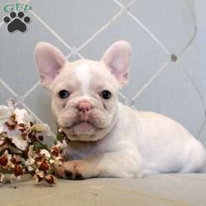 Elodie, French Bulldog Puppy