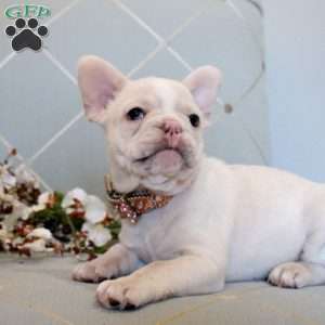 Elodie, French Bulldog Puppy