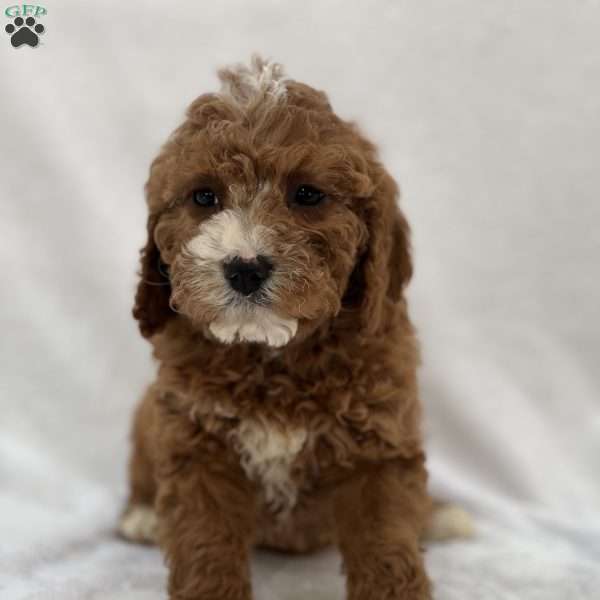 Elodie, Cavapoo Puppy