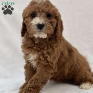 Elodie, Cavapoo Puppy