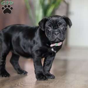 Eloise, Cane Corso Puppy