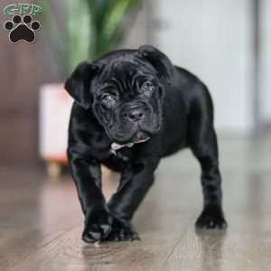 Eloise, Cane Corso Puppy