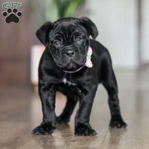 Eloise, Cane Corso Puppy