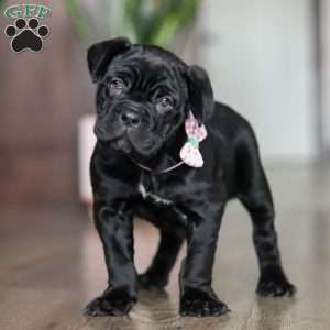 Eloise, Cane Corso Puppy