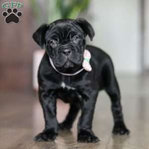 Eloise, Cane Corso Puppy