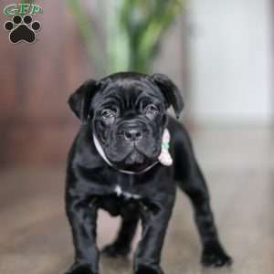 Eloise, Cane Corso Puppy