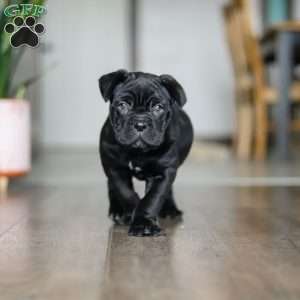 Eloise, Cane Corso Puppy