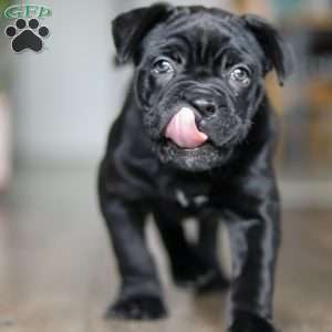 Eloise, Cane Corso Puppy