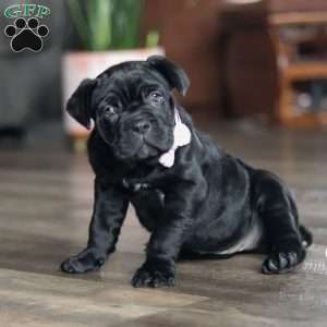 Eloise, Cane Corso Puppy