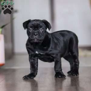 Eloise, Cane Corso Puppy