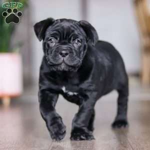 Eloise, Cane Corso Puppy