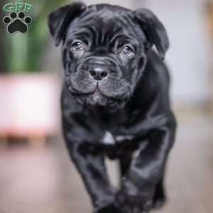 Eloise, Cane Corso Puppy