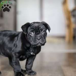 Eloise, Cane Corso Puppy