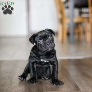 Eloise, Cane Corso Puppy