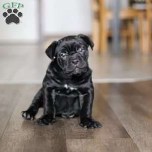 Eloise, Cane Corso Puppy