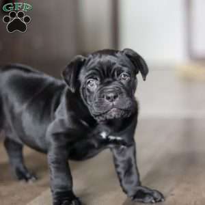 Eloise, Cane Corso Puppy