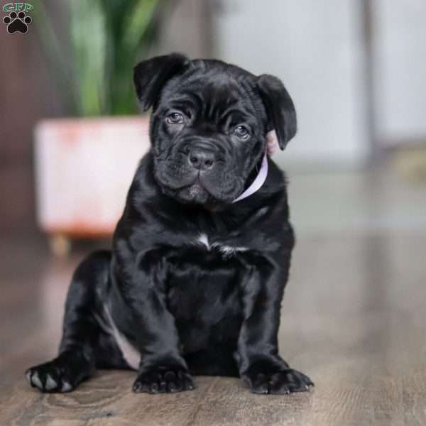 Eloise, Cane Corso Puppy