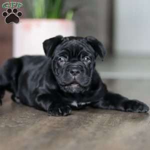 Eloise, Cane Corso Puppy