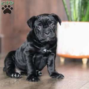 Eloise, Cane Corso Puppy