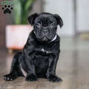 Eloise, Cane Corso Puppy