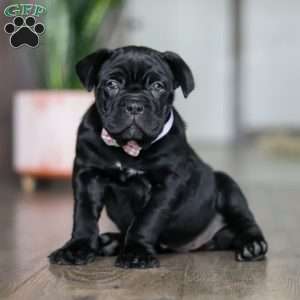 Eloise, Cane Corso Puppy