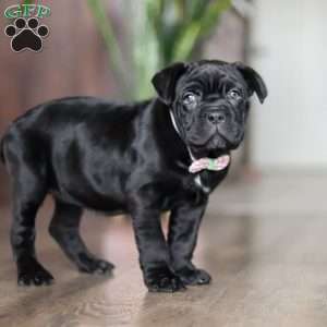 Eloise, Cane Corso Puppy