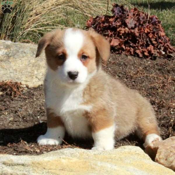 Eloise, Pembroke Welsh Corgi Puppy