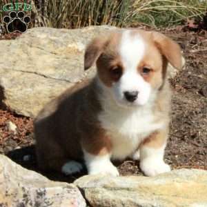 Eloise, Pembroke Welsh Corgi Puppy