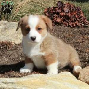 Eloise, Pembroke Welsh Corgi Puppy