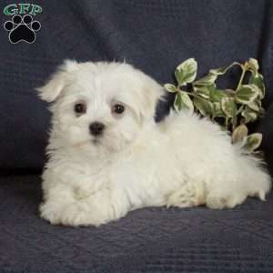 Eloise, Maltese Puppy