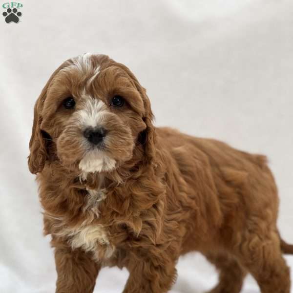 Eloise, Cavapoo Puppy